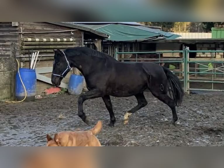 PRE Croisé Hongre 13 Ans 164 cm Noir in Herenthout