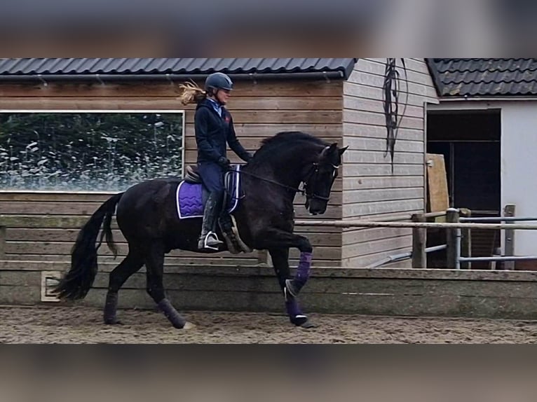 PRE Croisé Hongre 13 Ans 164 cm Noir in Herenthout