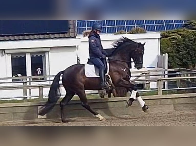 PRE Croisé Hongre 13 Ans 164 cm Noir in Herenthout