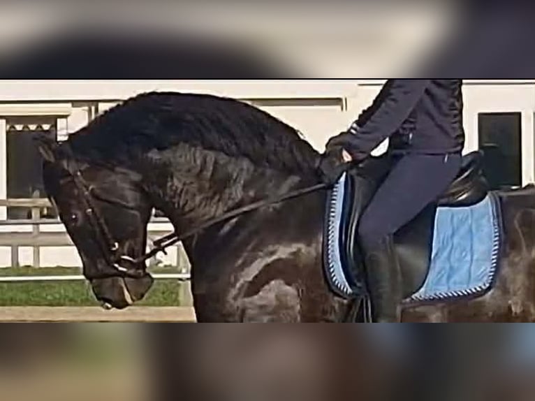 PRE Croisé Hongre 13 Ans 164 cm Noir in Herenthout