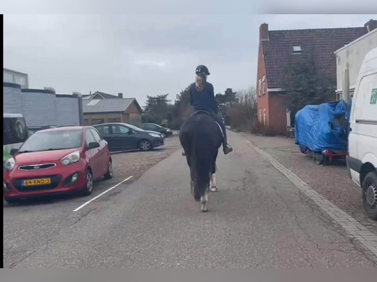 PRE Croisé Hongre 13 Ans 164 cm Noir in Herenthout