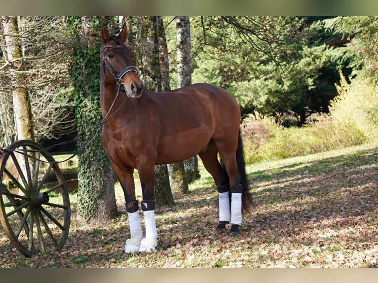 PRE Croisé Hongre 13 Ans 165 cm Bai in Savoie