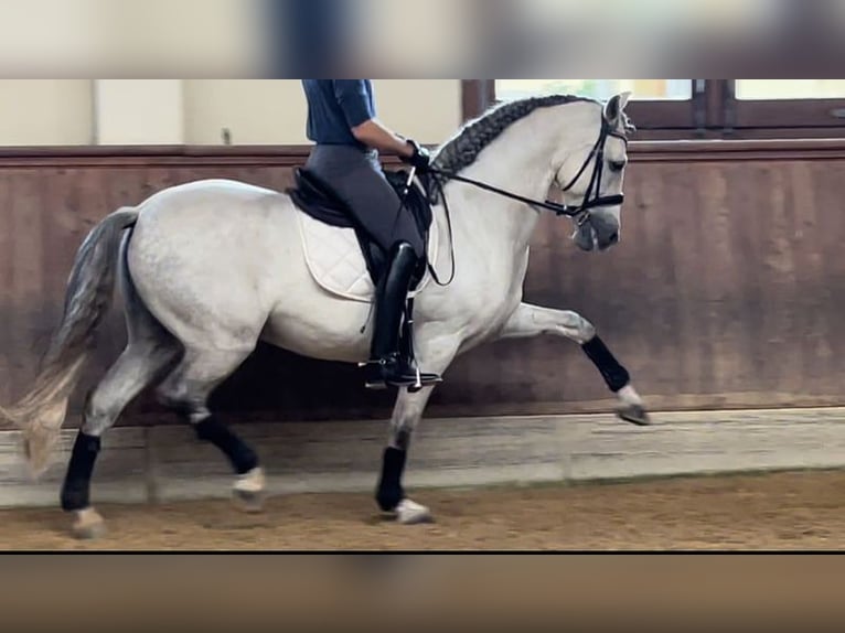 PRE Hongre 13 Ans 167 cm Gris in Haag