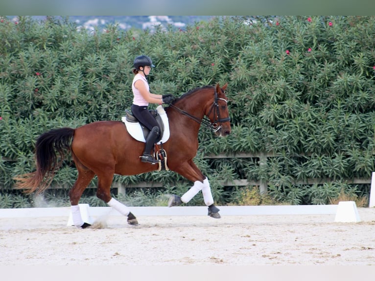 PRE Croisé Hongre 13 Ans 172 cm Bai in Xabia/Javea