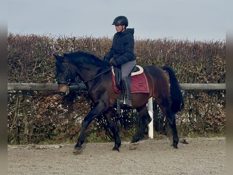 PRE Croisé Hongre 14 Ans 155 cm Bai in Neustadt (Wied)