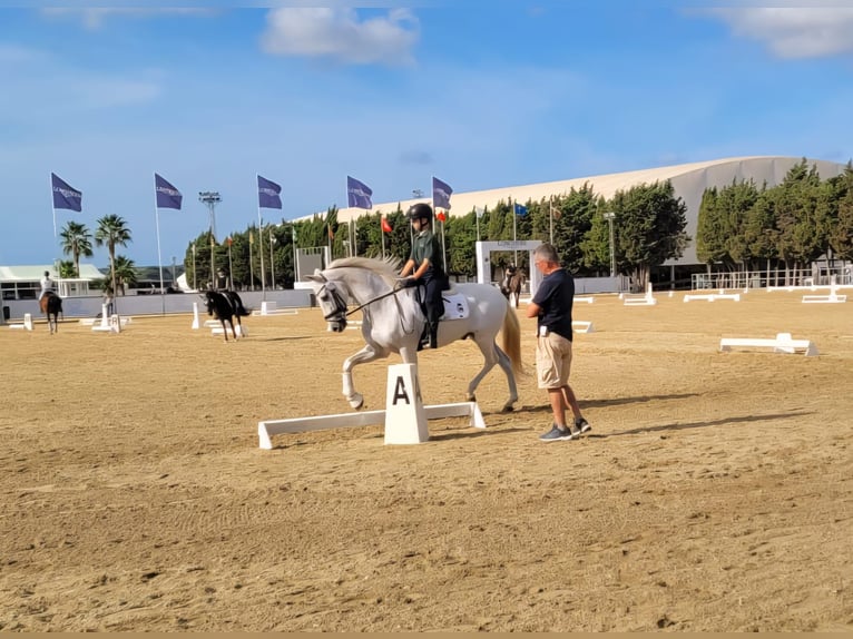 PRE Croisé Hongre 14 Ans 156 cm Gris in Alaior