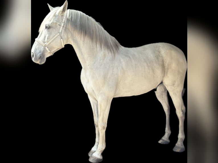 PRE Croisé Hongre 14 Ans 163 cm Gris in Someren