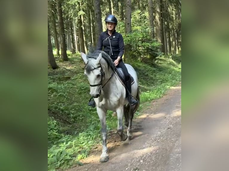 PRE Croisé Hongre 14 Ans 163 cm Gris in Niederdorf