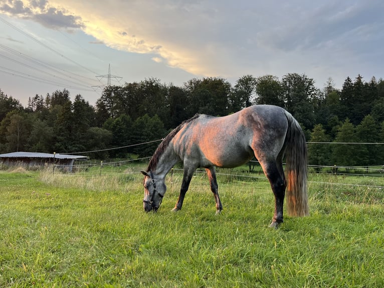 PRE Croisé Hongre 14 Ans 163 cm Gris in Niederdorf