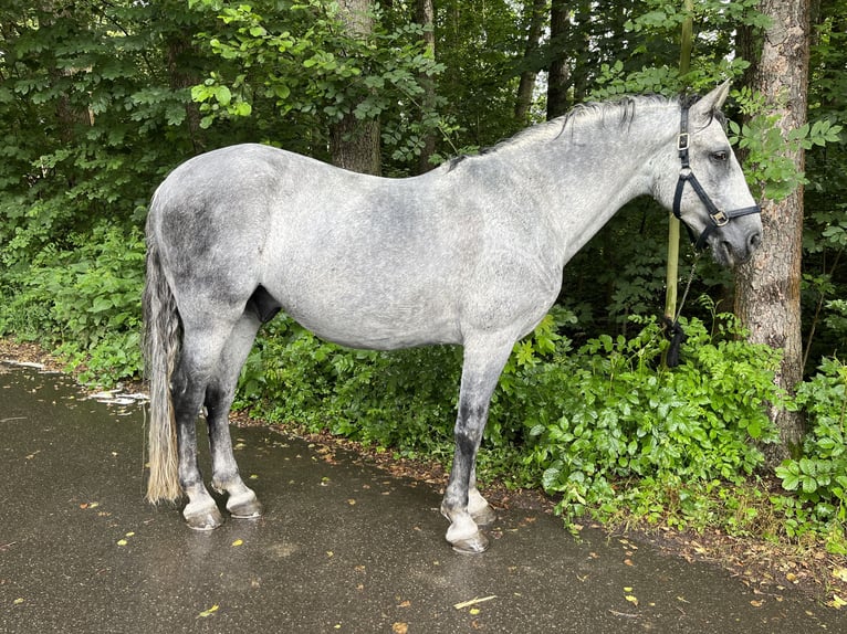 PRE Croisé Hongre 14 Ans 163 cm Gris in Niederdorf