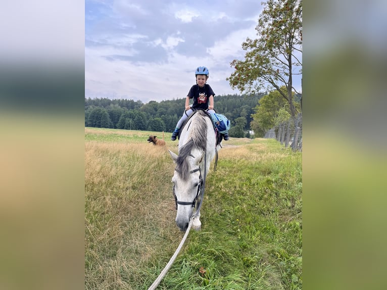 PRE Croisé Hongre 14 Ans 163 cm Gris in Niederdorf