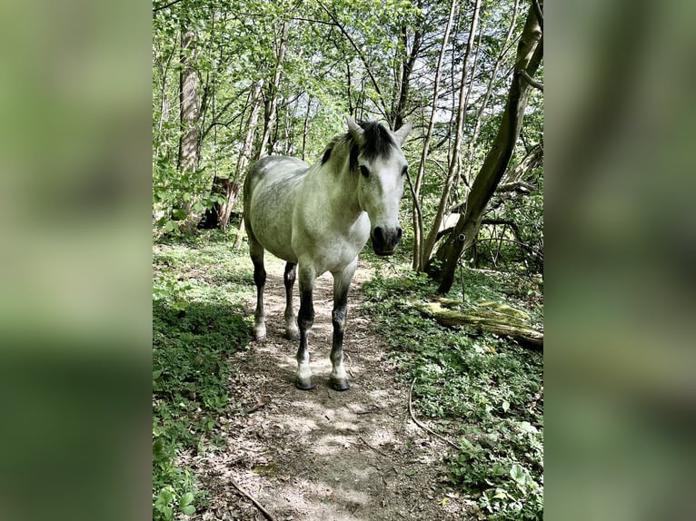PRE Croisé Hongre 14 Ans 163 cm Gris in Niederdorf