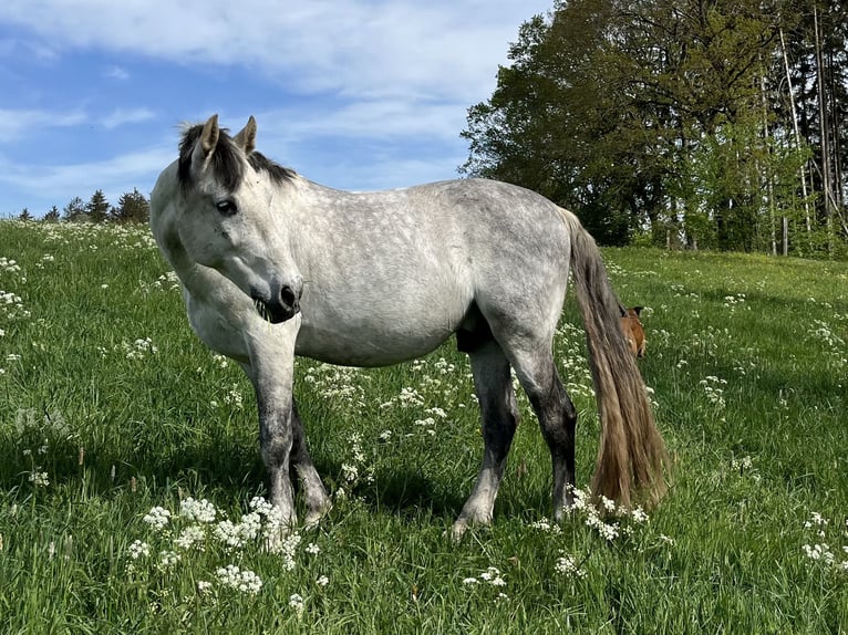 PRE Croisé Hongre 14 Ans 163 cm Gris in Niederdorf