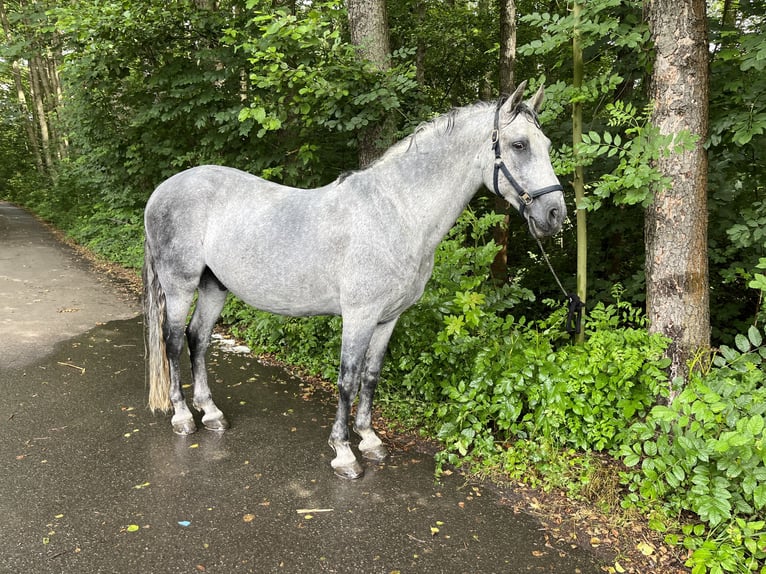 PRE Croisé Hongre 14 Ans 163 cm Gris in Niederdorf