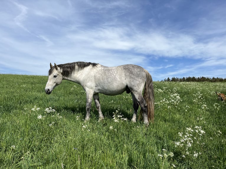 PRE Croisé Hongre 14 Ans 163 cm Gris in Niederdorf