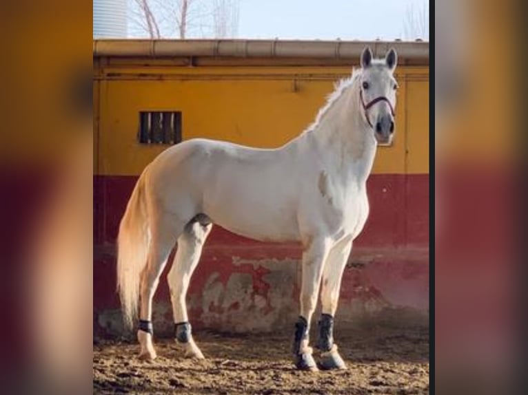 PRE Croisé Hongre 14 Ans 164 cm Gris in Fuente El Saz De Jarama