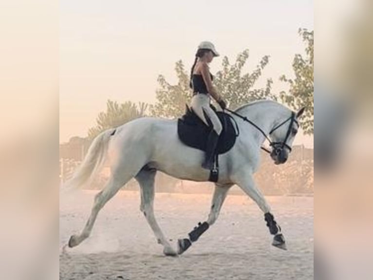 PRE Croisé Hongre 14 Ans 164 cm Gris in Fuente El Saz De Jarama