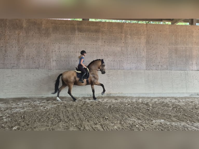 PRE Croisé Hongre 14 Ans 167 cm in Zell am Harmersbach