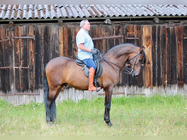 PRE Croisé Hongre 14 Ans 170 cm Bai in Kreßberg