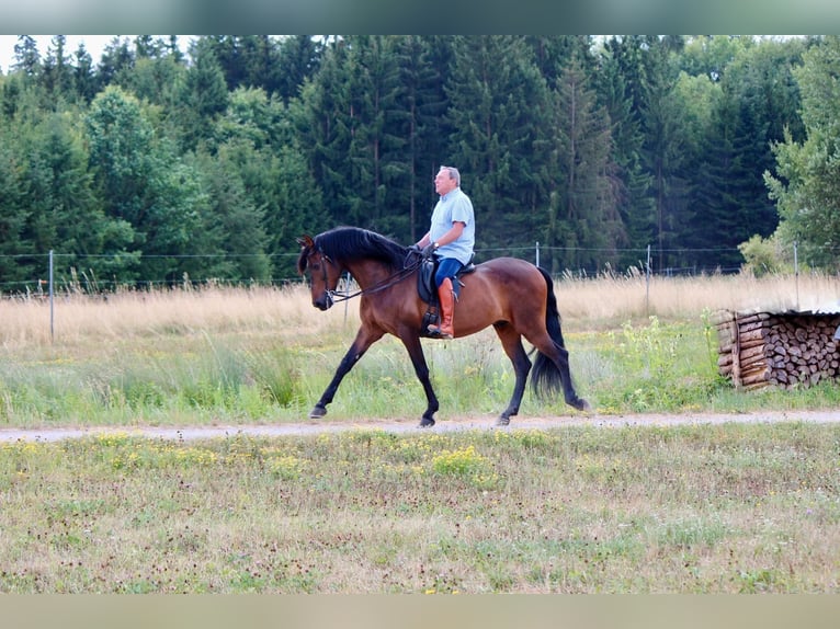 PRE Croisé Hongre 14 Ans 170 cm Bai in Kreßberg