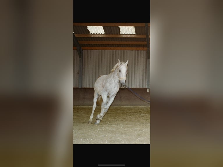 PRE Hongre 14 Ans 175 cm Gris in Ouderkerk aan de Amstel
