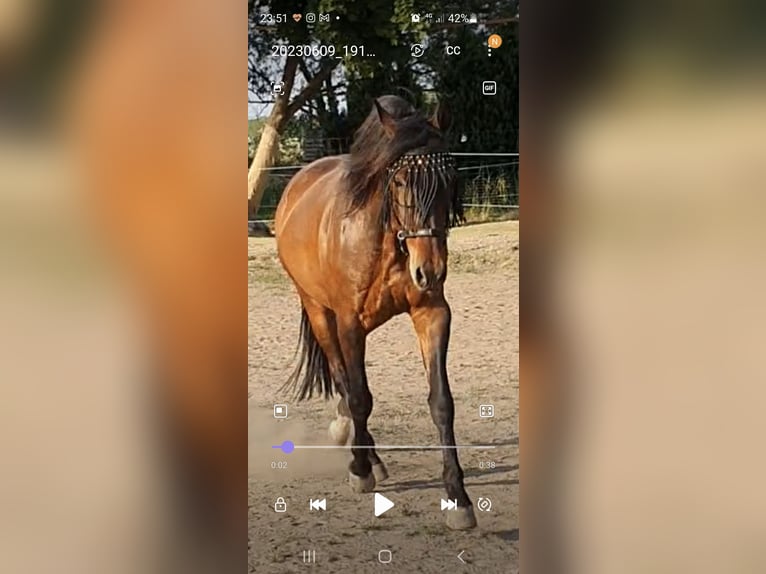 PRE Croisé Hongre 14 Ans Bai in Bindow