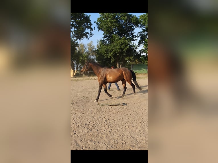 PRE Croisé Hongre 14 Ans Bai in Bindow