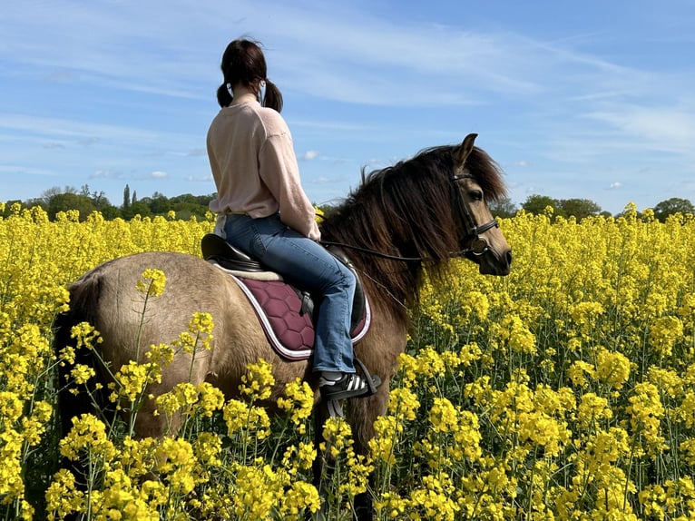 PRE Hongre 15 Ans 146 cm Buckskin in Langenhagen
