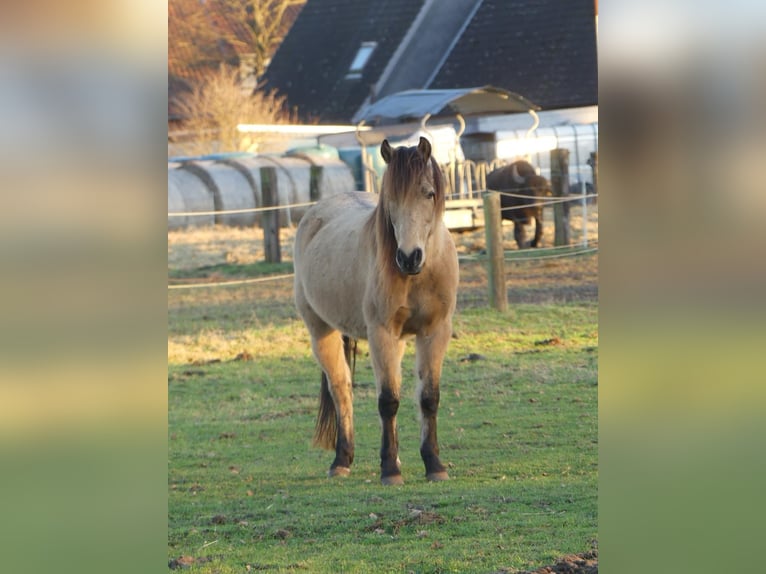PRE Hongre 15 Ans 146 cm Buckskin in Langenhagen