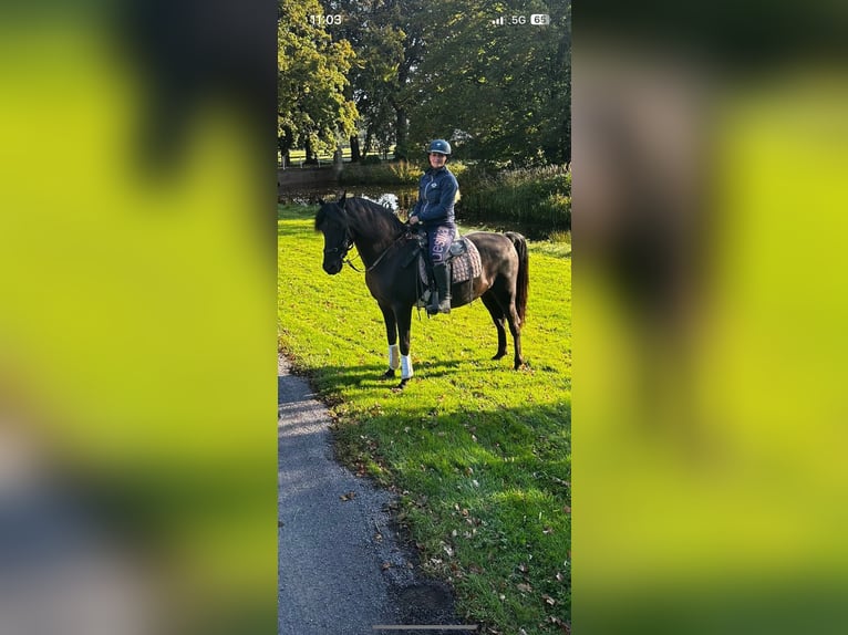 PRE Hongre 15 Ans 155 cm Noir in De Zilk
