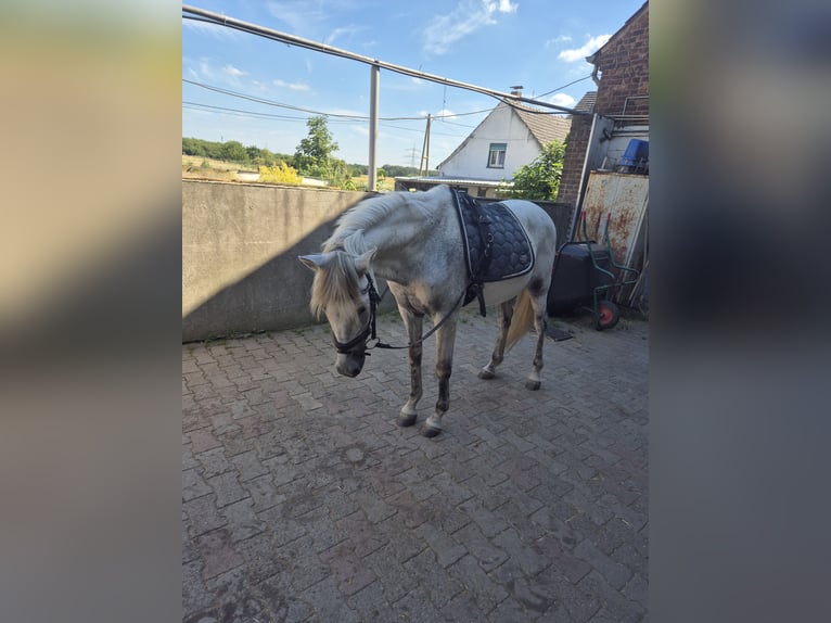 PRE Hongre 15 Ans 156 cm Rouan bleu in Duisburg