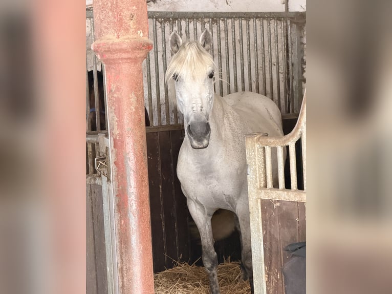 PRE Croisé Hongre 15 Ans 158 cm Gris in Krefeld