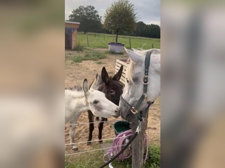 PRE Croisé Hongre 15 Ans 158 cm Gris in Krefeld