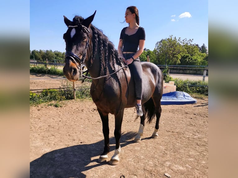 PRE Croisé Hongre 15 Ans 160 cm Bai brun foncé in Carpentras