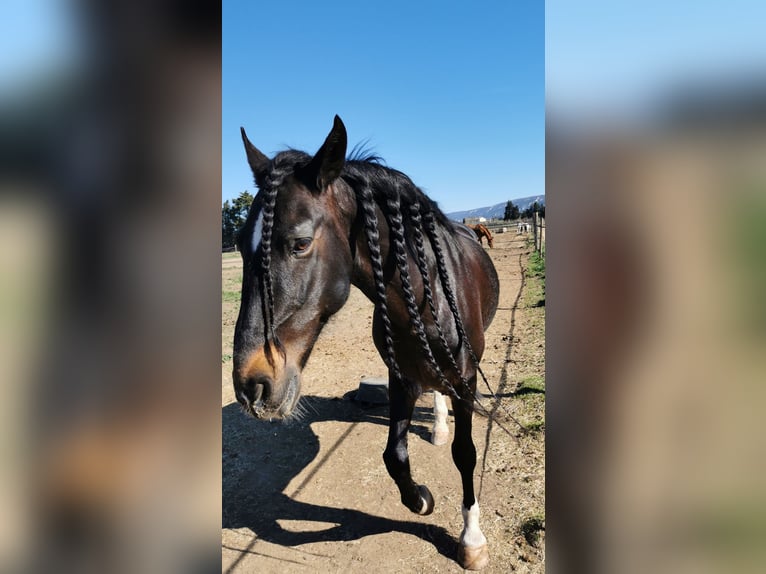 PRE Croisé Hongre 15 Ans 160 cm Bai brun foncé in Carpentras