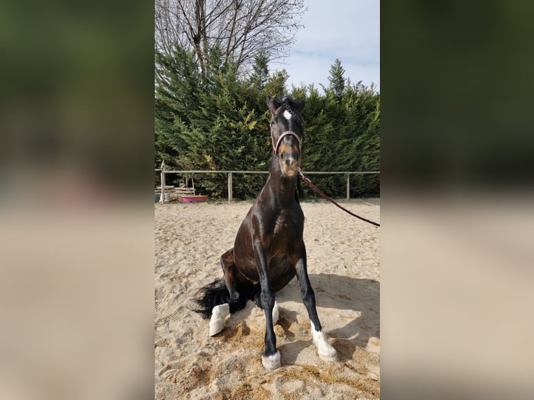 PRE Croisé Hongre 15 Ans 160 cm Bai brun foncé in Carpentras