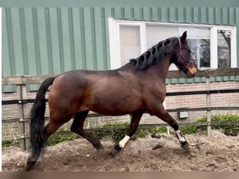 PRE Hongre 15 Ans 162 cm Bai in Barneveld