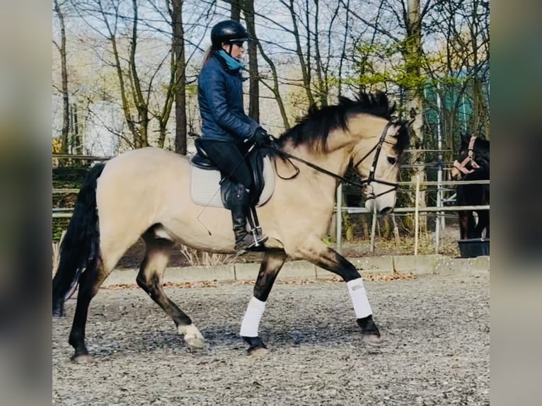 PRE Hongre 15 Ans 162 cm Buckskin in Sottrum