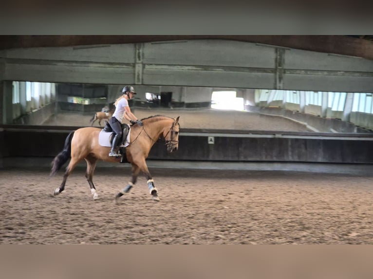 PRE Hongre 15 Ans 167 cm in Zell am Harmersbach