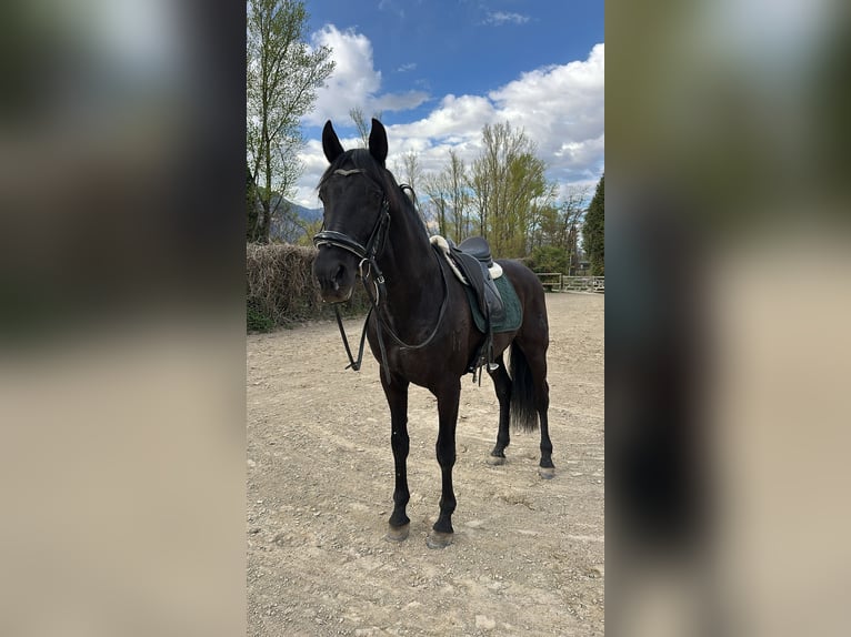 PRE Croisé Hongre 15 Ans 167 cm Noir in Grenoble