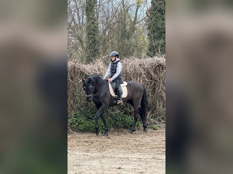 PRE Croisé Hongre 15 Ans 167 cm Noir in Grenoble