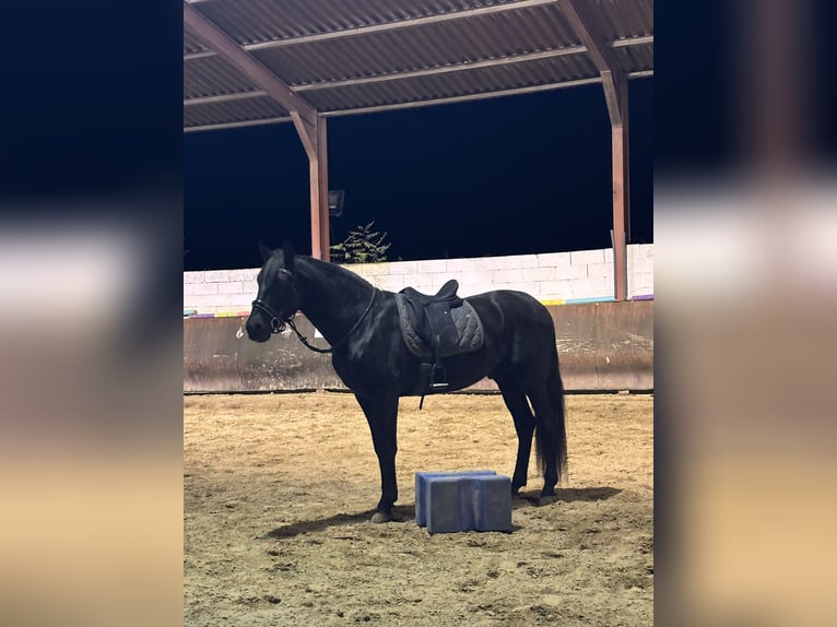 PRE Croisé Hongre 15 Ans 167 cm Noir in Grenoble