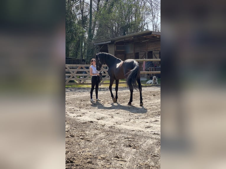 PRE Croisé Hongre 15 Ans 167 cm Noir in Grenoble