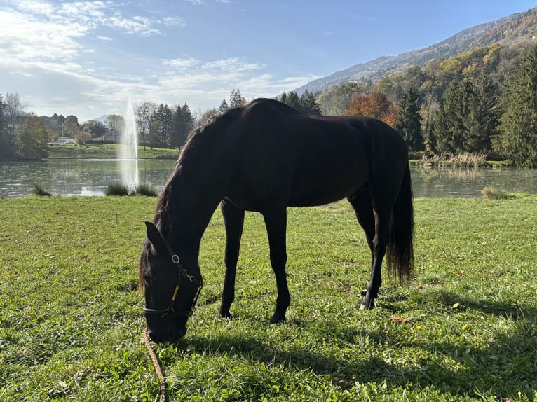 PRE Croisé Hongre 15 Ans 167 cm Noir in Grenoble