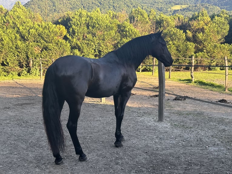 PRE Croisé Hongre 15 Ans 167 cm Noir in Grenoble