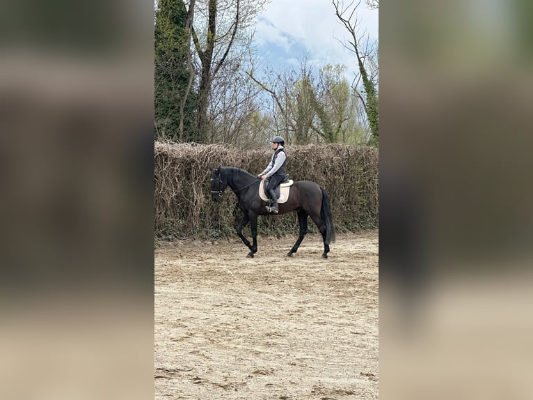 PRE Croisé Hongre 15 Ans 167 cm Noir in Grenoble