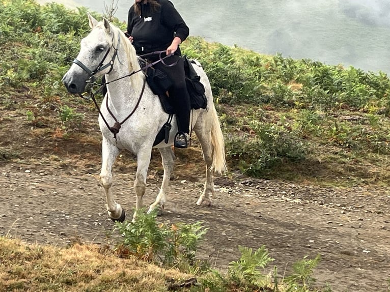 PRE Hongre 15 Ans 168 cm Gris moucheté in Castet