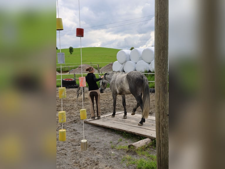 PRE Croisé Hongre 16 Ans 150 cm Gris pommelé in Immenstadt