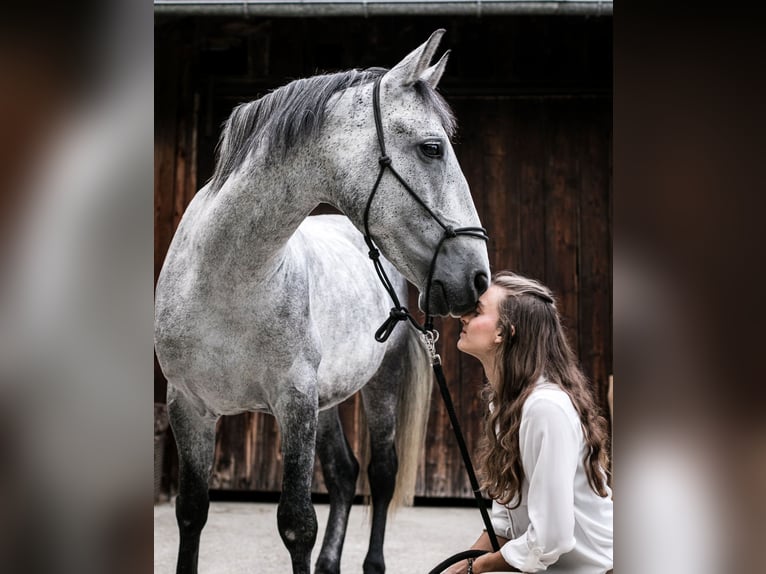 PRE Croisé Hongre 16 Ans 150 cm Gris pommelé in Immenstadt
