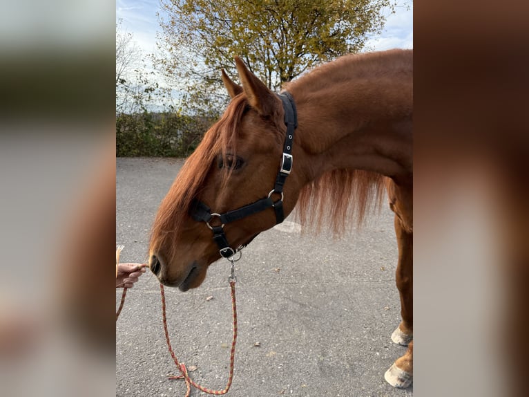PRE Croisé Hongre 16 Ans 155 cm Alezan cuivré in Affoltern am Albis